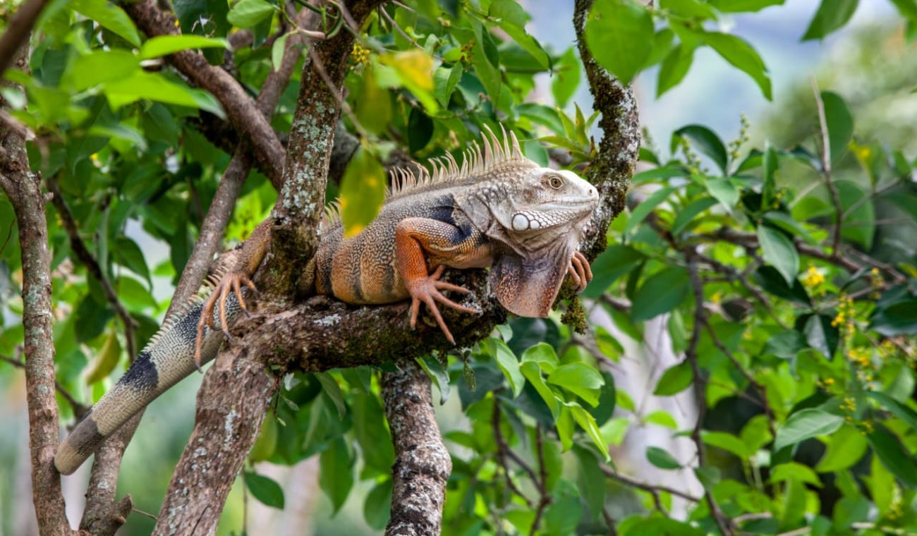Cuidado iguanas