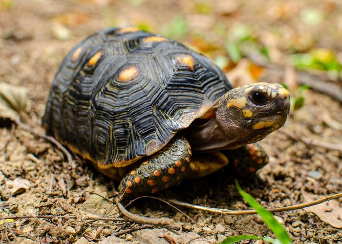 Fauna silvestre en el Valle de Aburrá