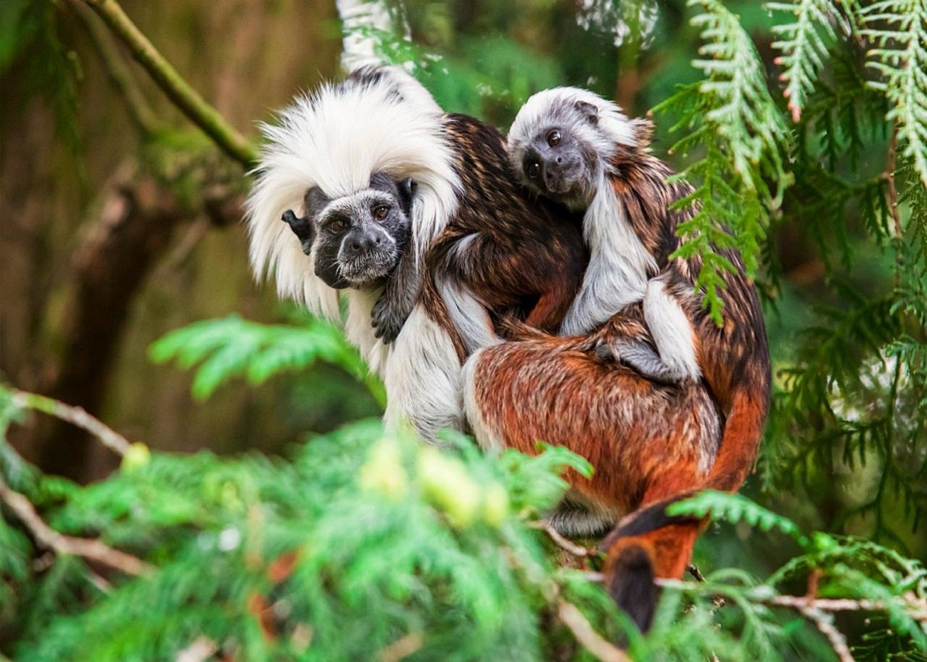 Fauna silvestre en el Valle de Aburrá