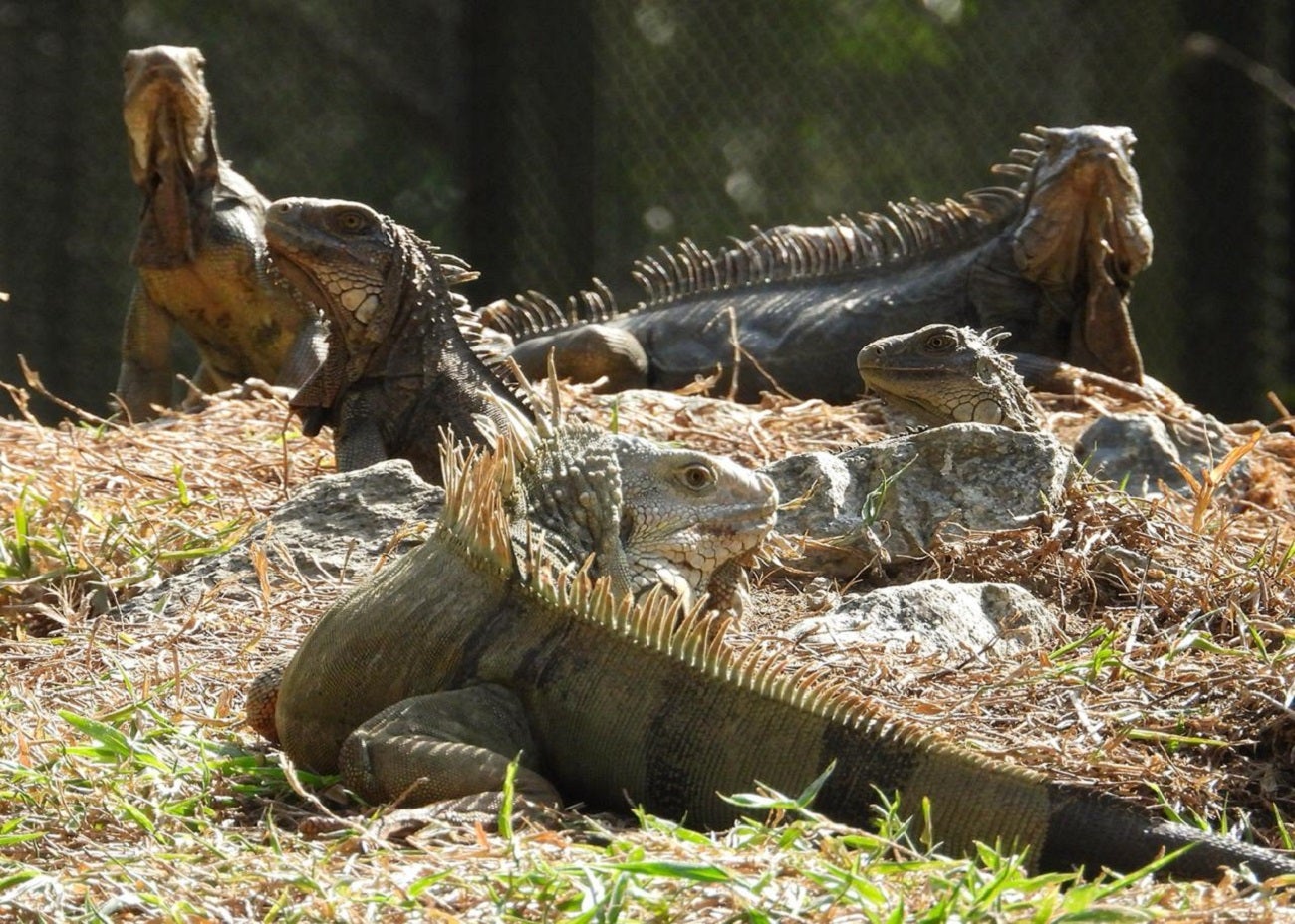 Fauna silvestre en el Valle de Aburrá