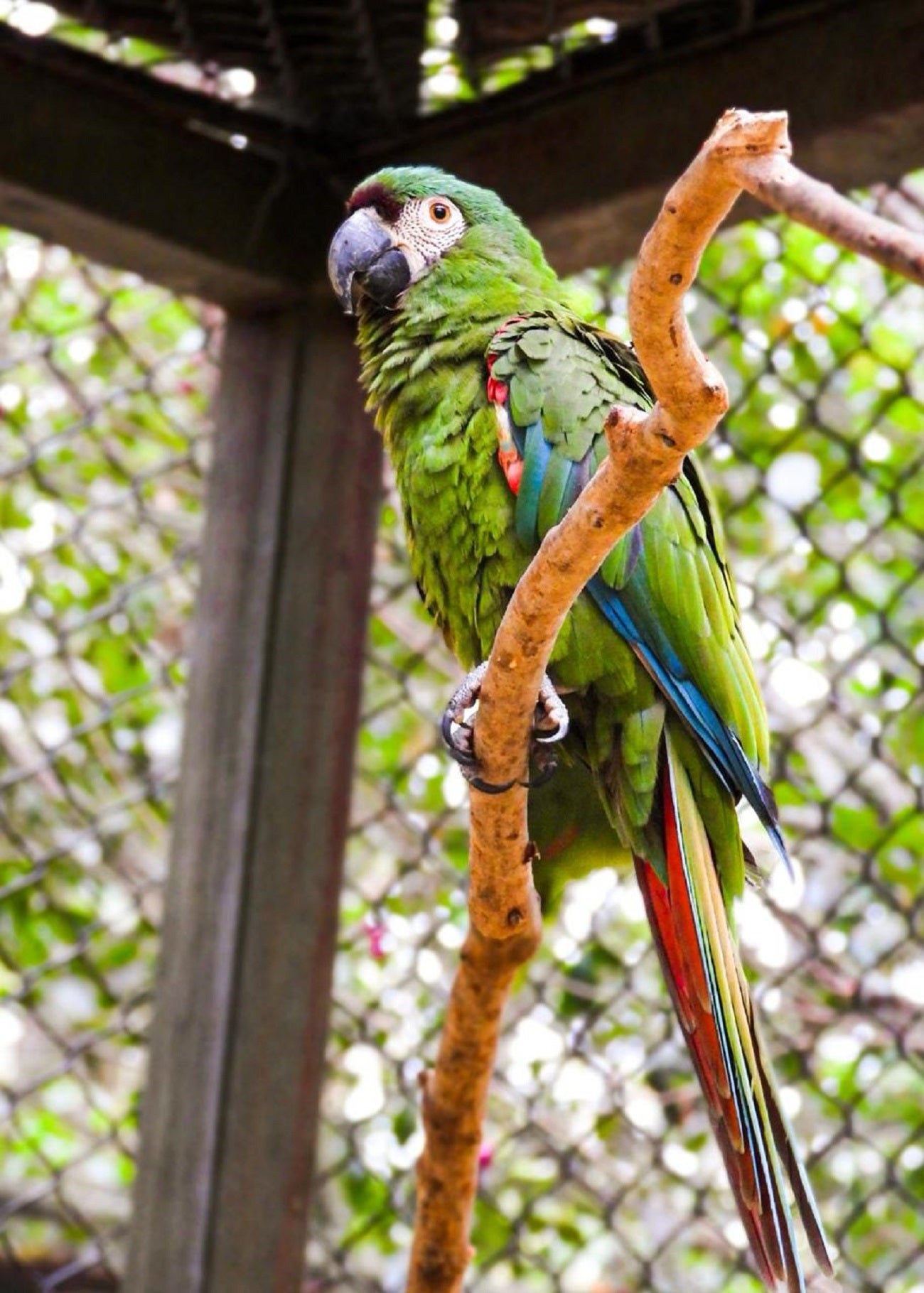 Fauna silvestre en el Valle de Aburrá