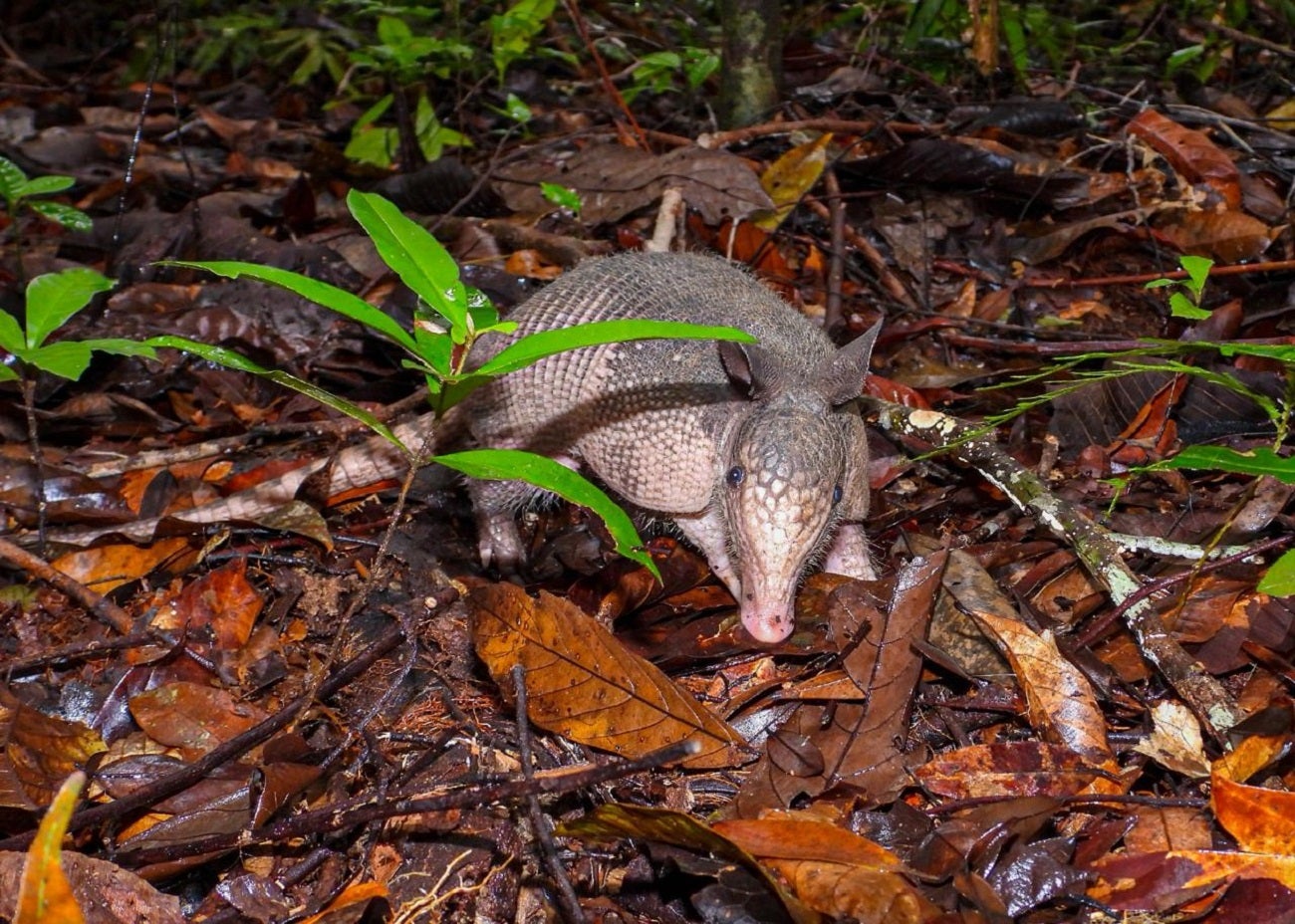 Fauna silvestre en el Valle de Aburrá