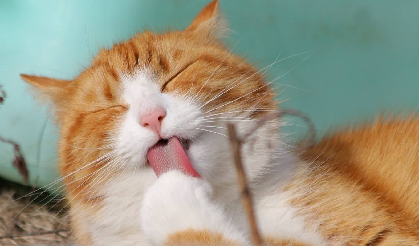 ¿Cómo saber si mi michi está deprimido?