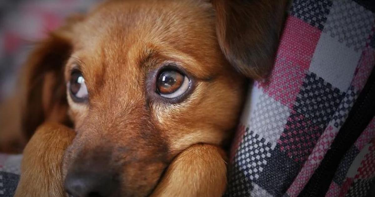 Mascotas abandonadas en Medellín