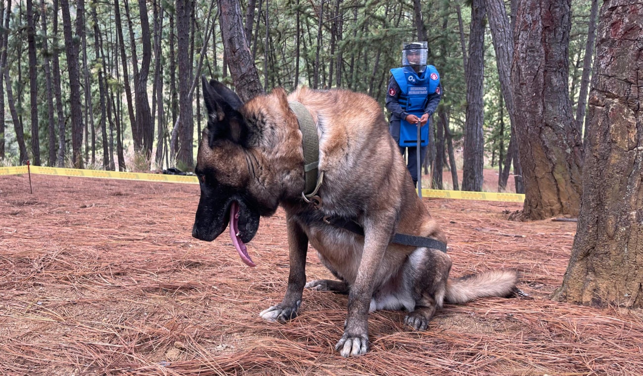 Son 53 municipios en Antioquia libres de sospechas de minas antipersonal
