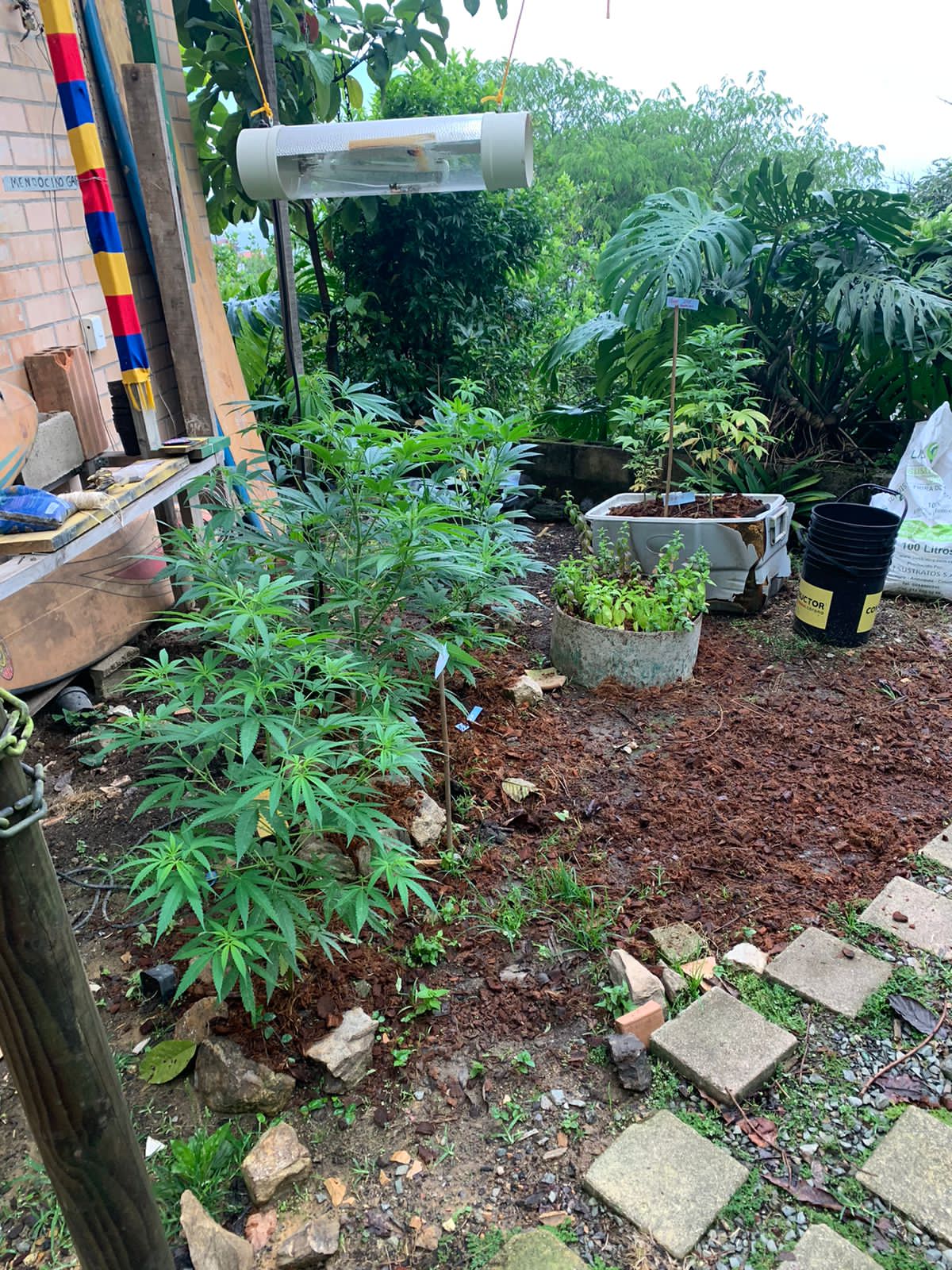 Cultivo de marihuana en Sabaneta