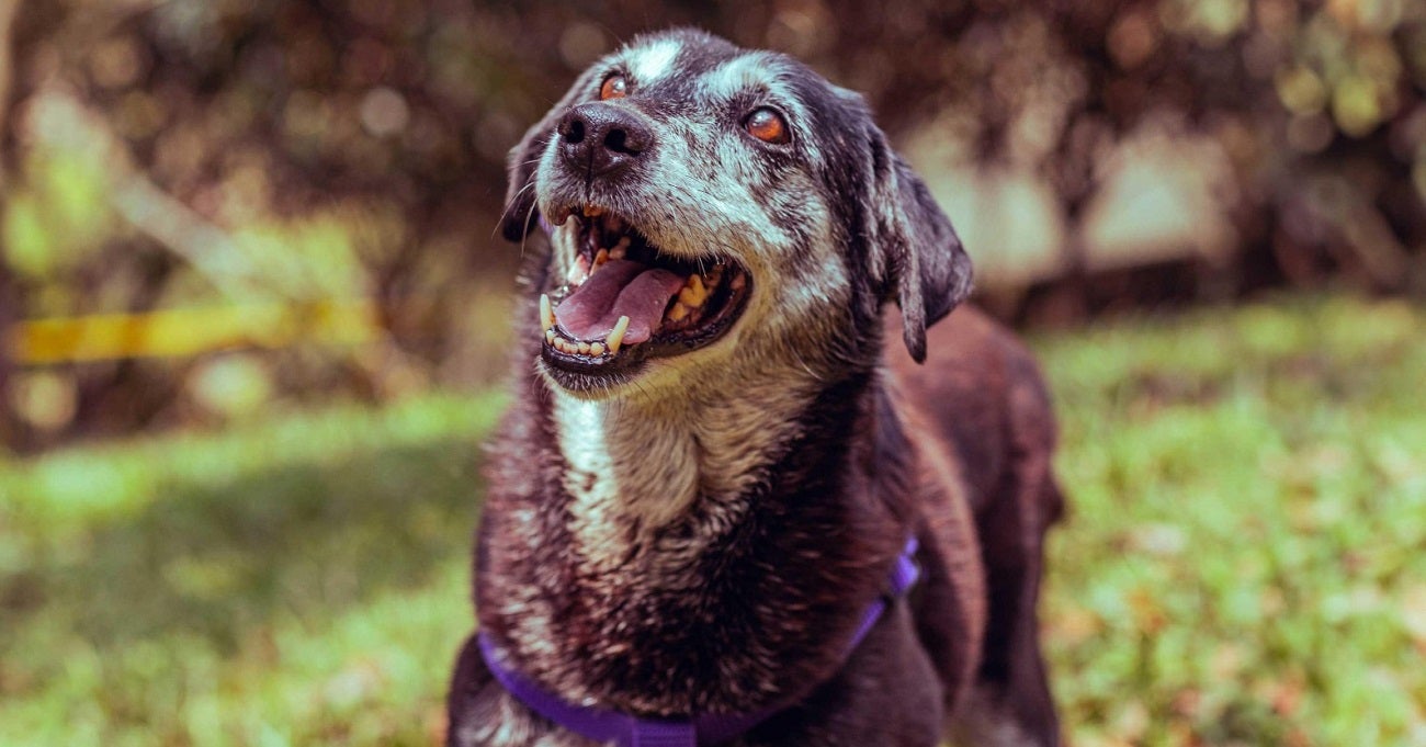 Jornada de adopción de mascotas en Medellín
