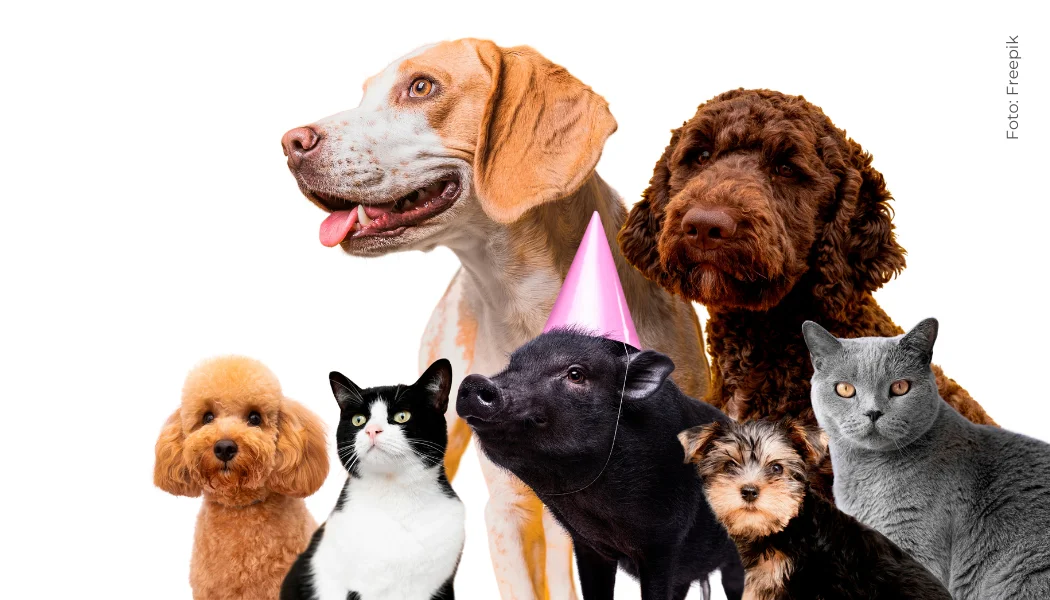 Huellas en el corazón: El impacto emocional de nuestros animales de compañía