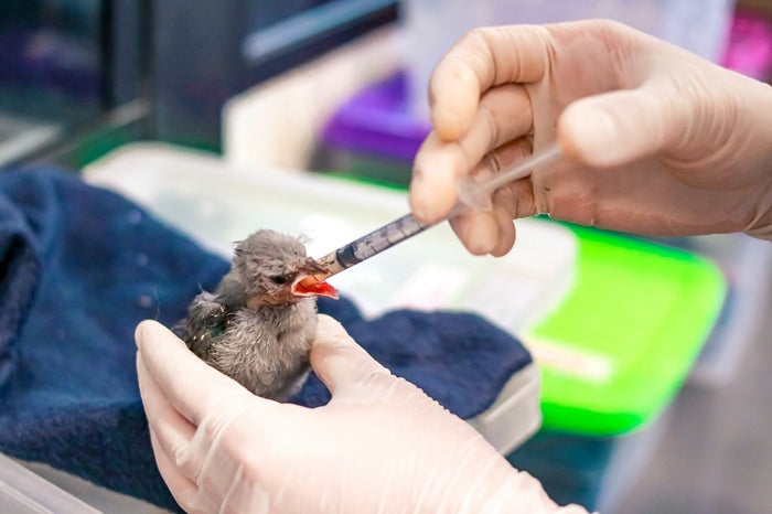 Fauna silvestre en el Valle de Aburrá