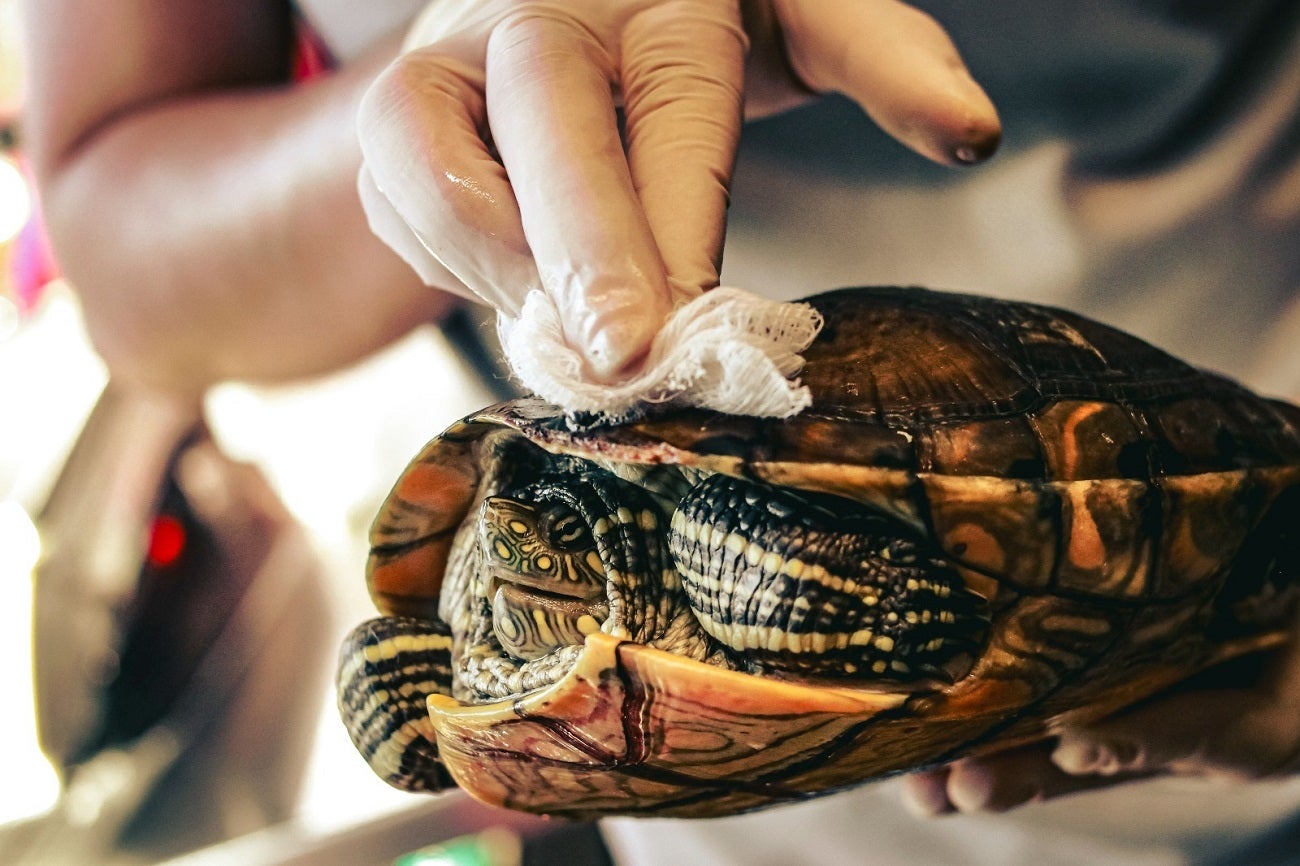 Fauna silvestre en el Valle de Aburrá