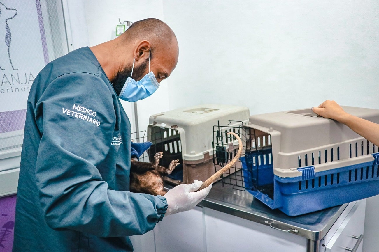 Fauna silvestre en el Valle de Aburrá