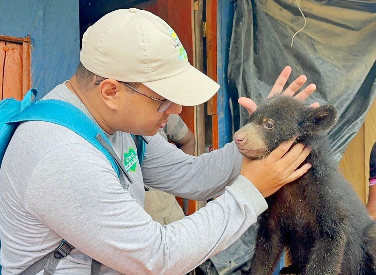 Negro Ramiro, así nombró una familia campesina de Antioquia a un oso de anteojos que vivió con ellos por dos meses.