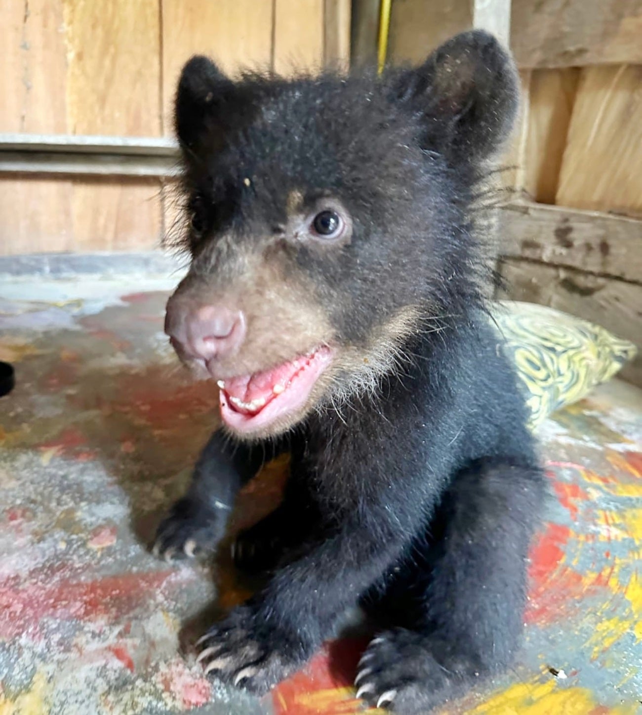 Negro Ramiro, así nombró una familia campesina de Antioquia a un oso de anteojos que vivió con ellos por dos meses.