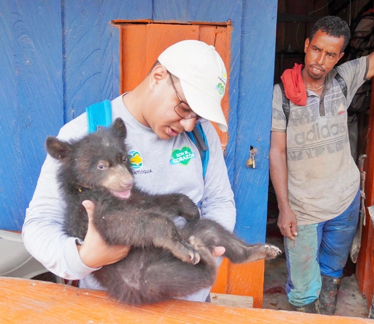 Negro Ramiro, así nombró una familia campesina de Antioquia a un oso de anteojos que vivió con ellos por dos meses.