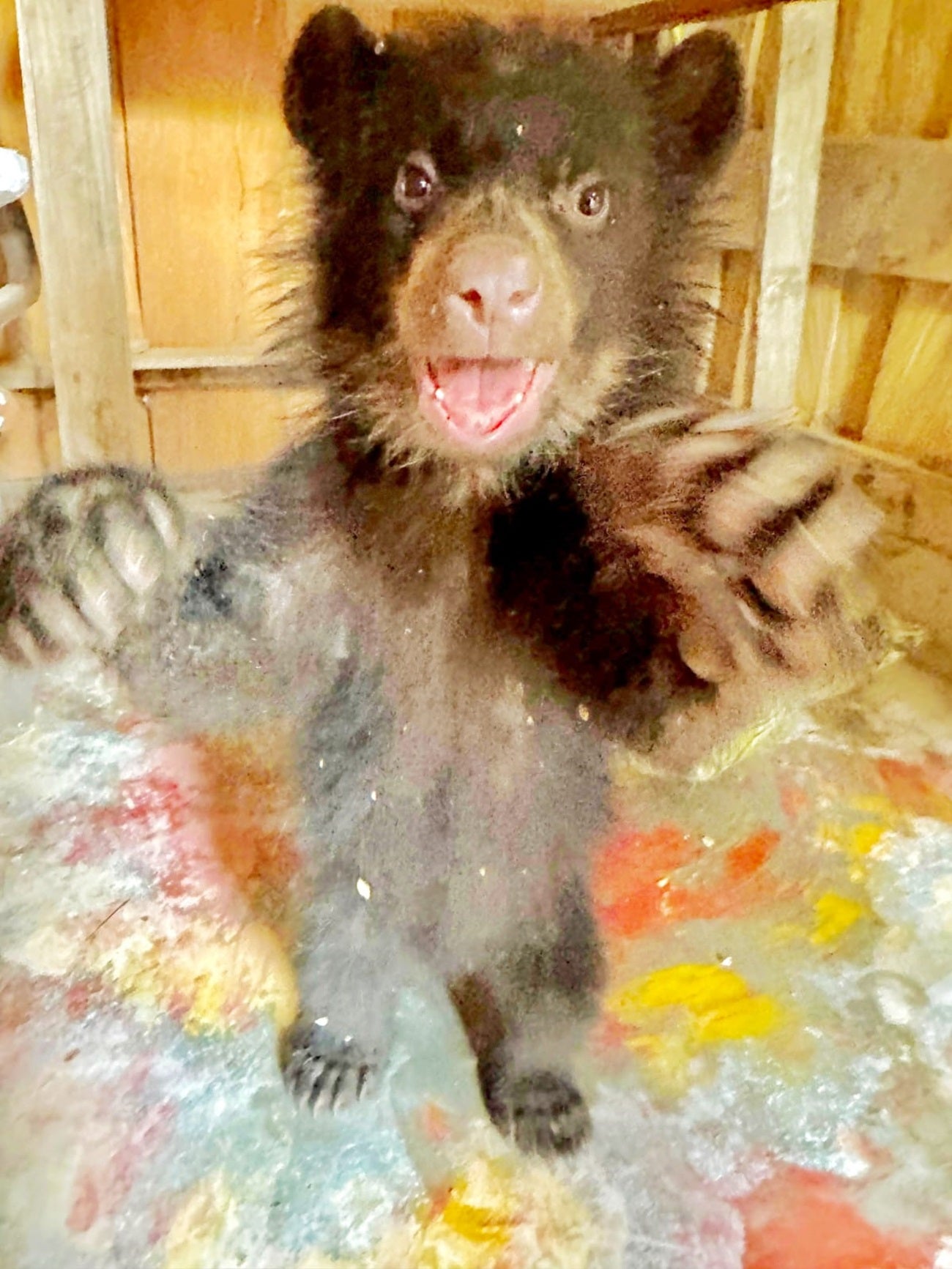 Negro Ramiro, así nombró una familia campesina de Antioquia a un oso de anteojos que vivió con ellos por dos meses.
