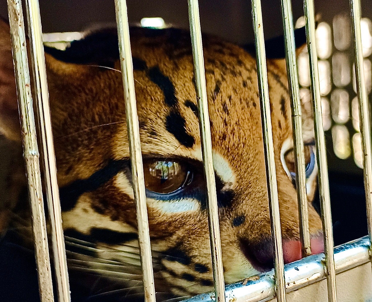 Ocelote liberado en Antioquia