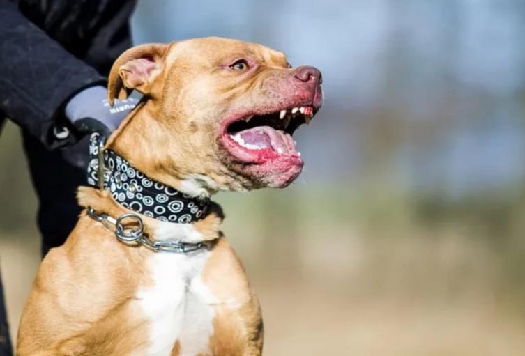 Perro furioso mordió una niña de 7 años en Medellín