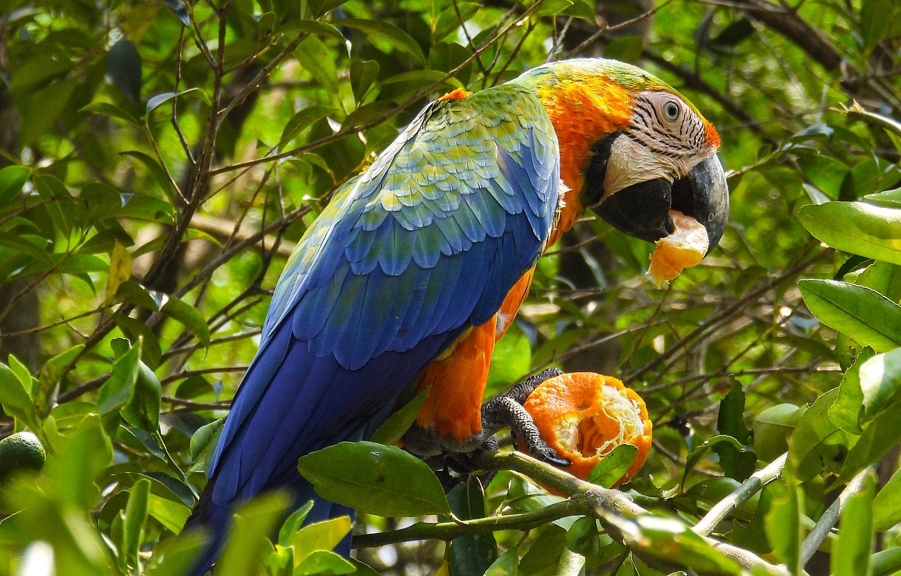 Guacamayas en el Valle de Aburrá