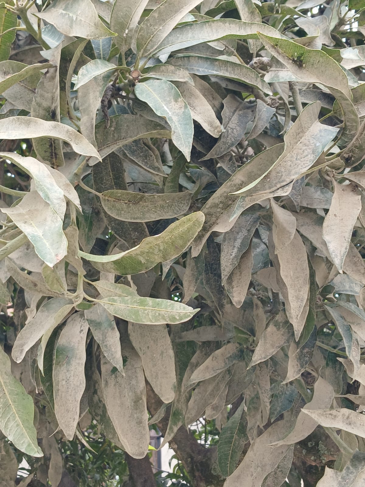 [FOTOS] Habitantes de Robledo El Diamante dicen que ya hay más polvo en sus pulmones que en la cancha de arenilla