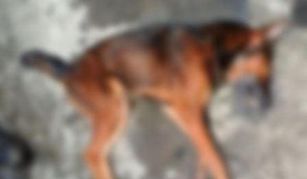 Conmoción en Caucasia: al menos 20 mascotas murieron por un envenenamiento masivo en dos semanas