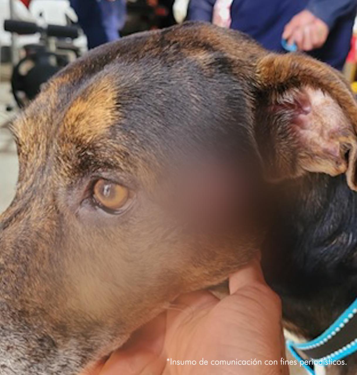 Crimen atroz: Hombre asesinó y descuartizó a su perro en Urrao, Antioquia