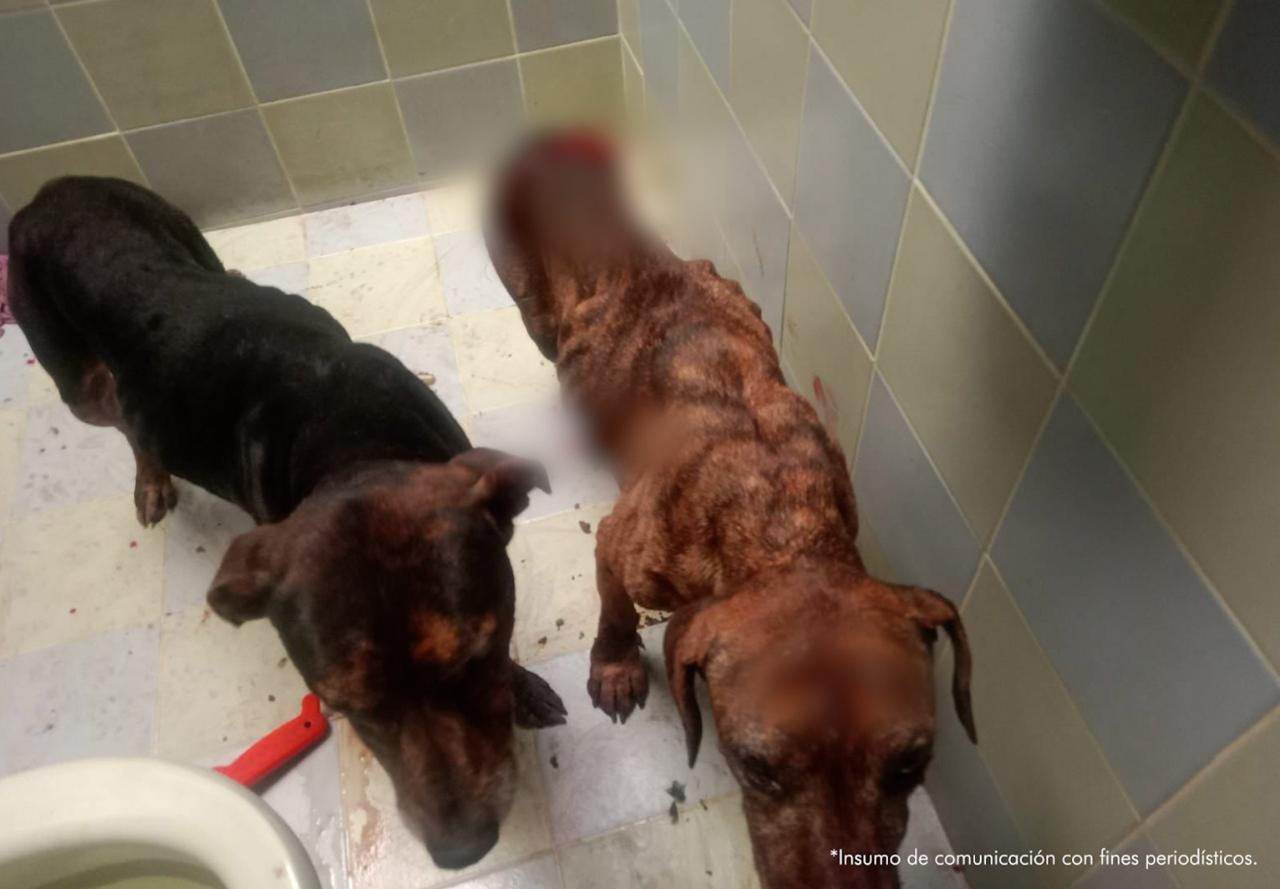 Crimen atroz: Hombre asesinó y descuartizó a su perro en Urrao, Antioquia