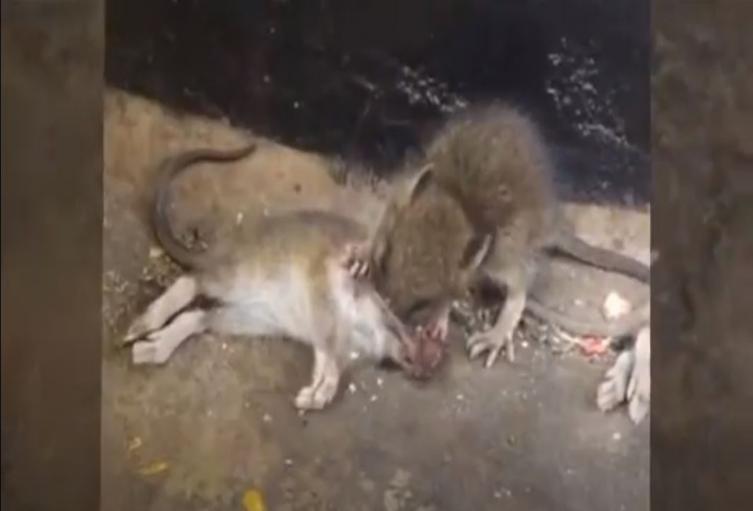 Referencia de ratas en Medellín