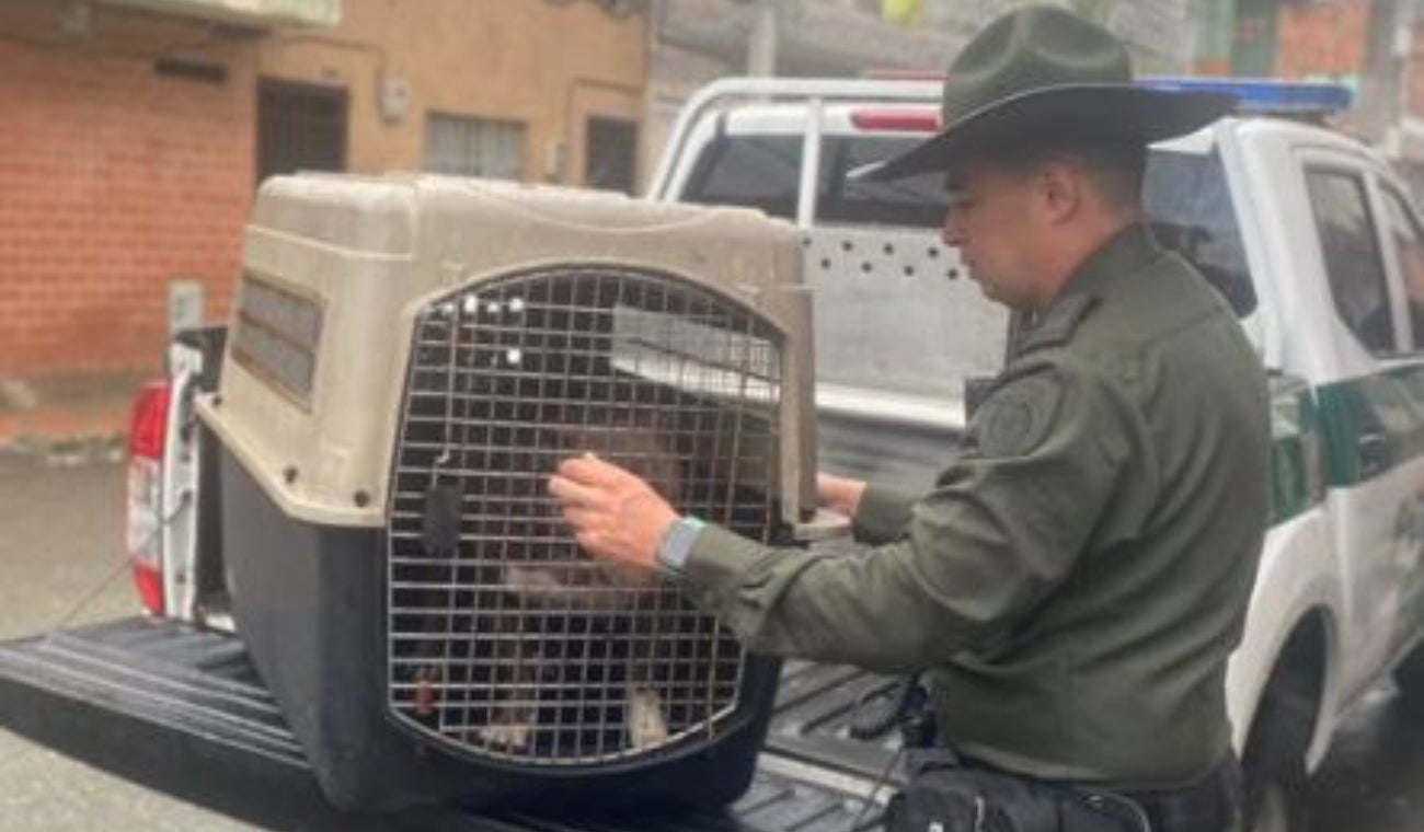 Rescataron a perrito tras ser amarrado a una alcantarilla y golpeado en Medellín