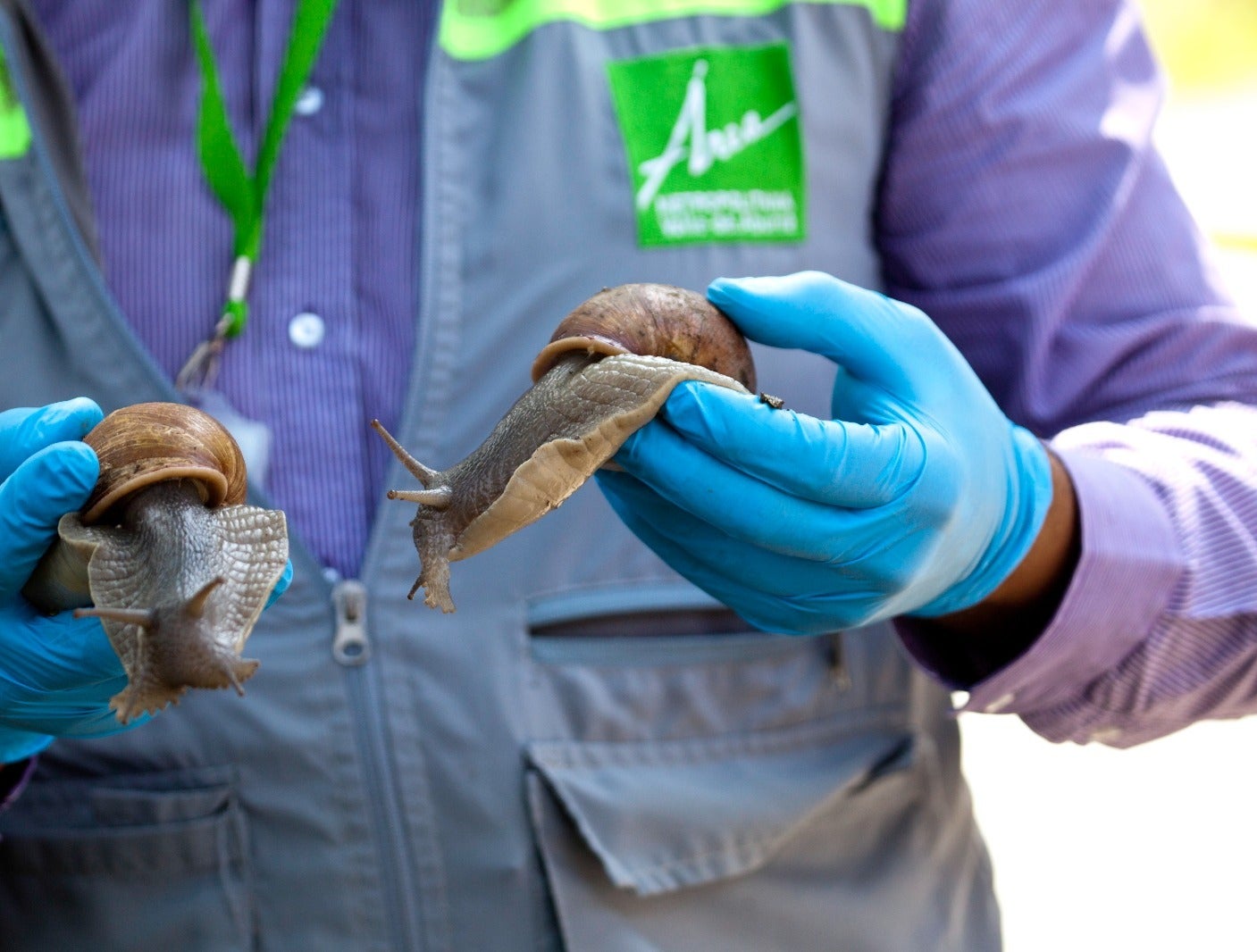 Caracoles invasores en el Valle de Aburrá