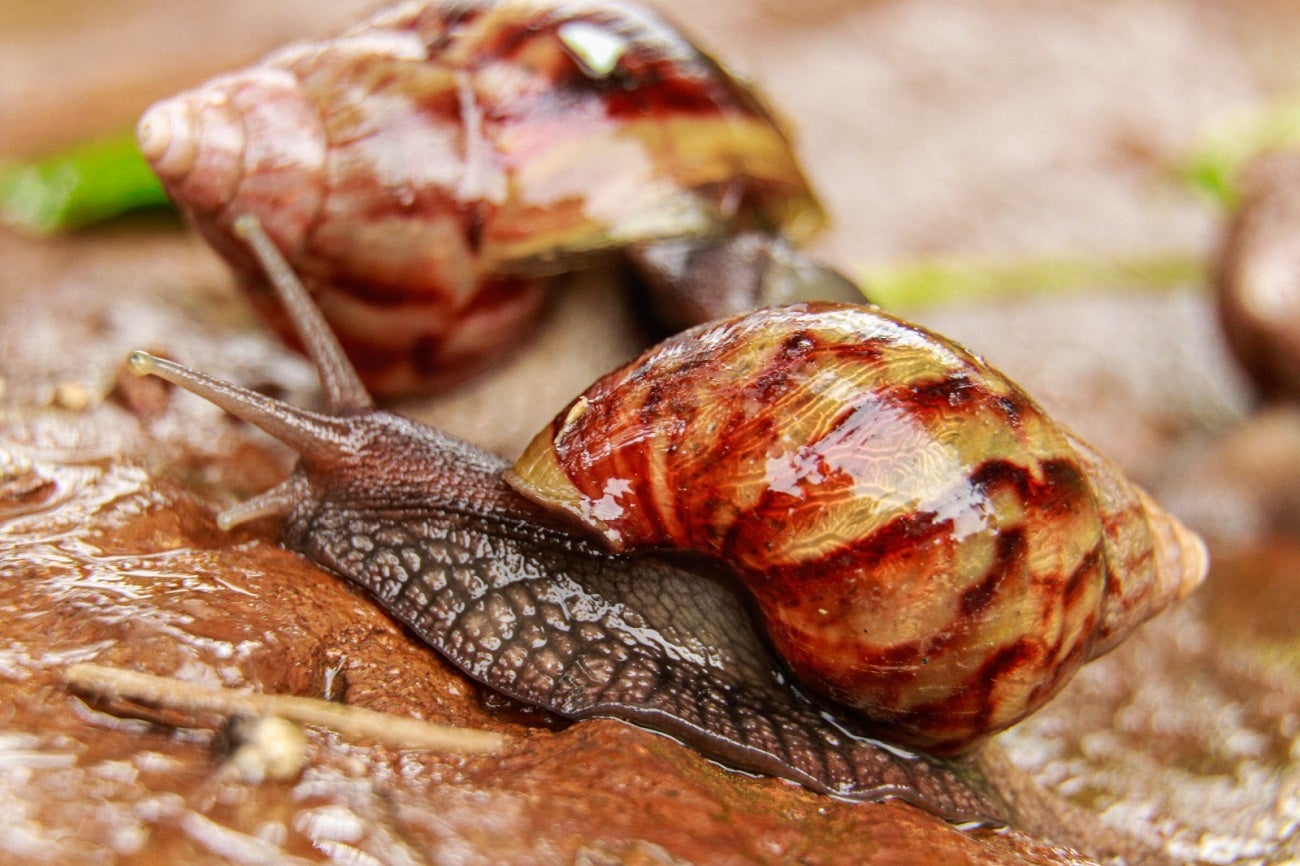 Caracoles invasores en el Valle de Aburrá