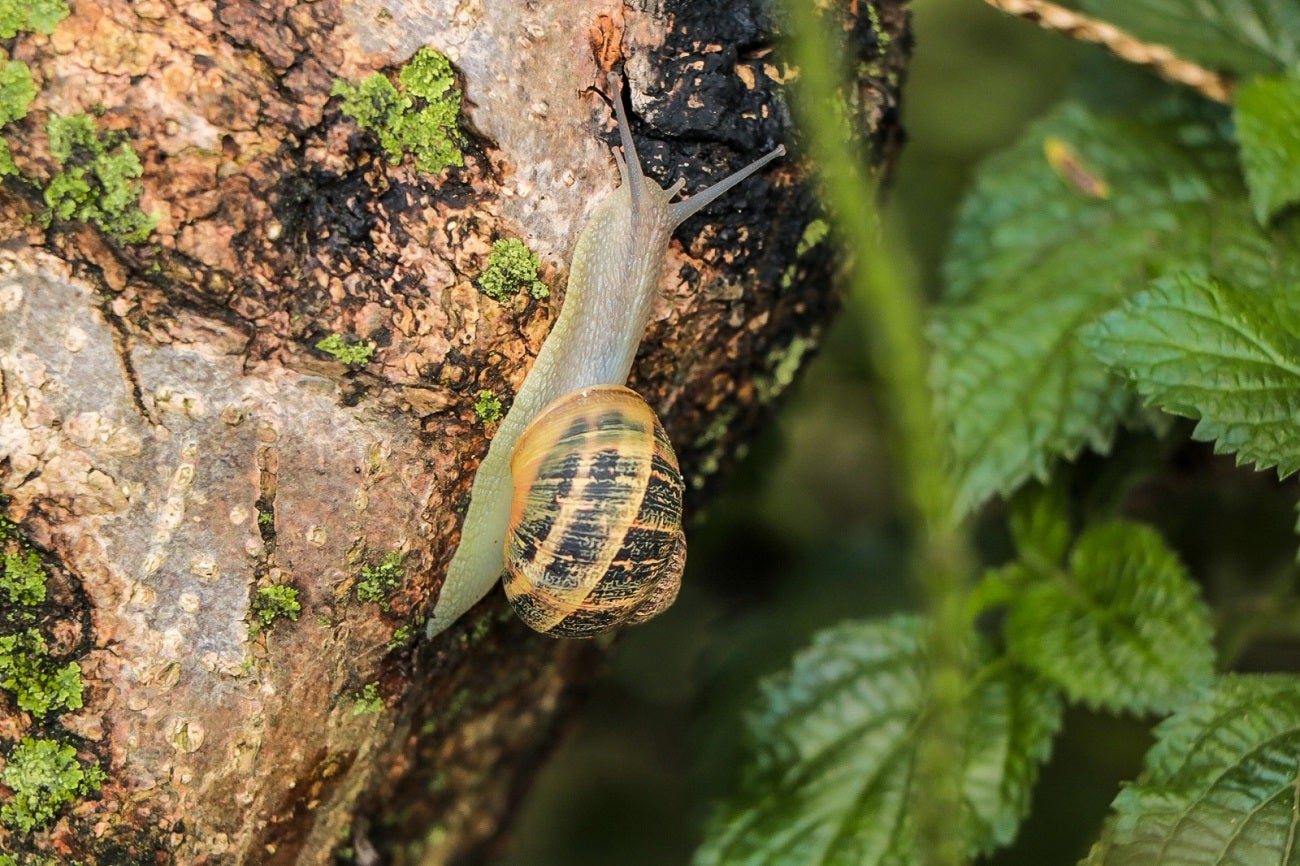 Caracoles invasores en el Valle de Aburrá