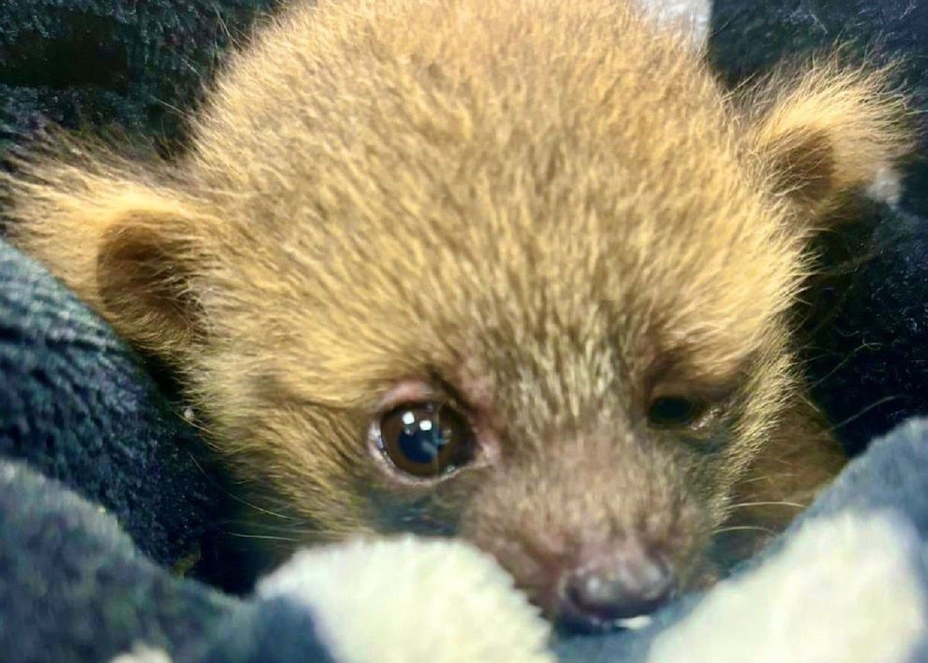 En Envigado fue rescatado un olinguito, especie en peligro de extinción