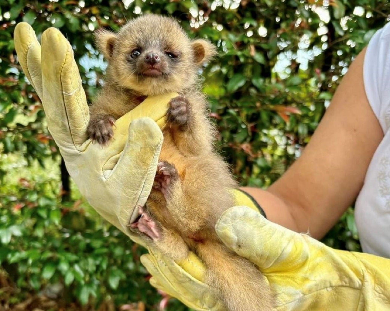 En Envigado fue rescatado un olinguito, especie en peligro de extinción