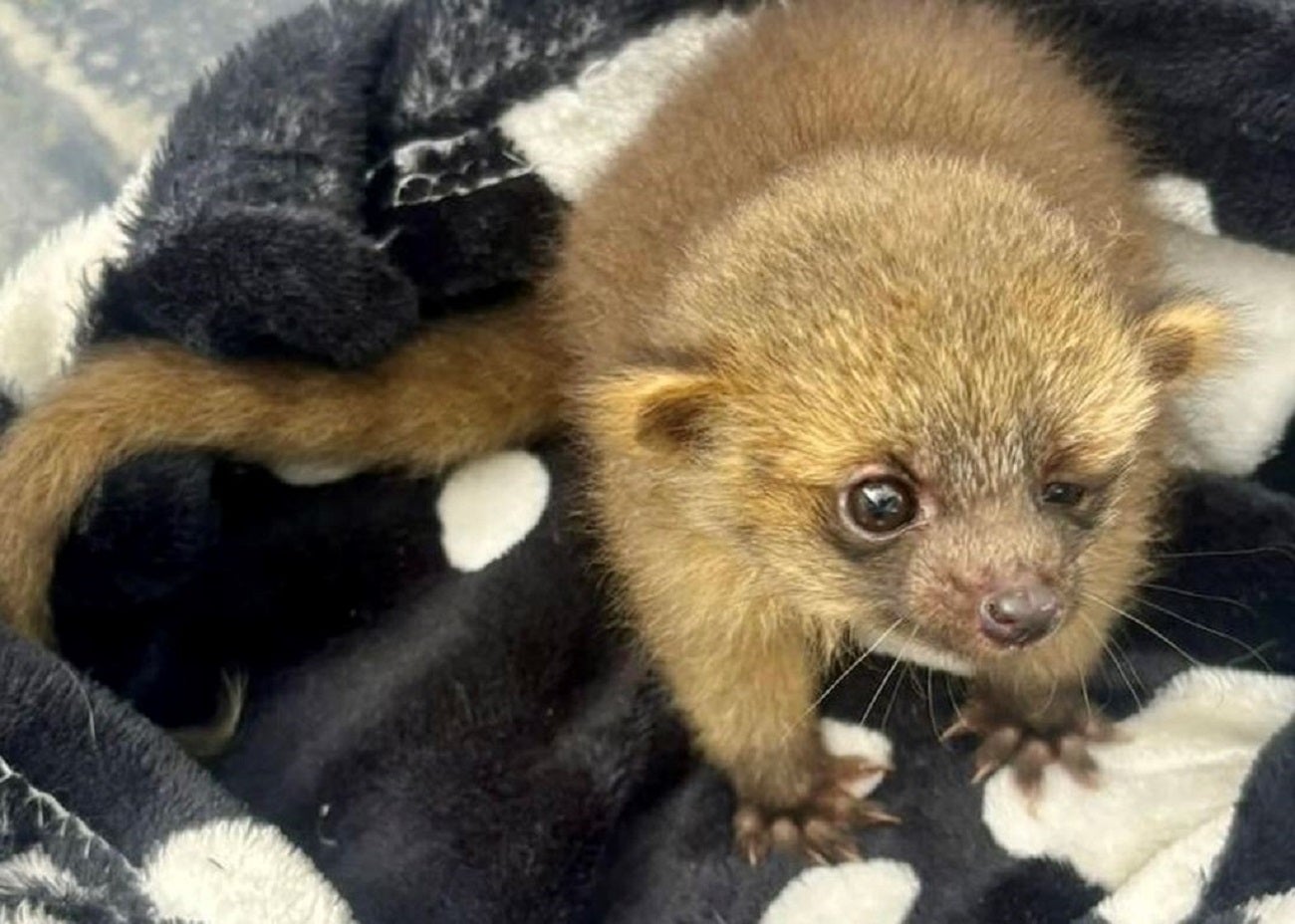 En Envigado fue rescatado un olinguito, especie en peligro de extinción