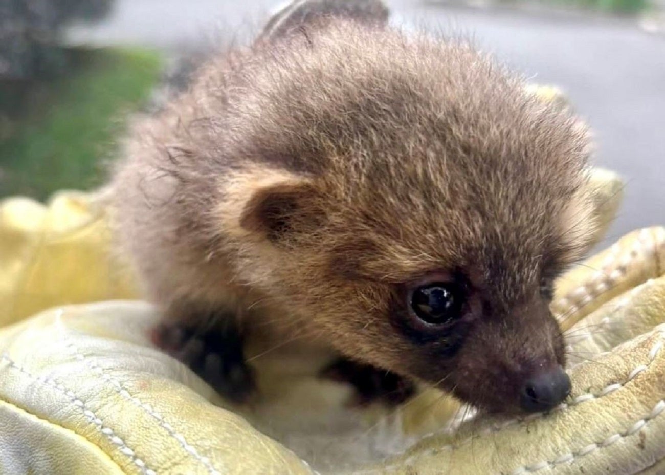 En Envigado fue rescatado un olinguito, especie en peligro de extinción