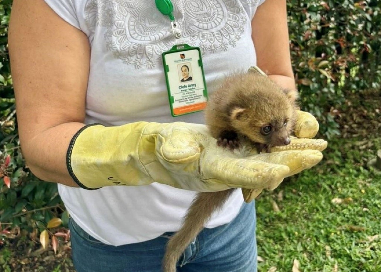 En Envigado fue rescatado un olinguito, especie en peligro de extinción