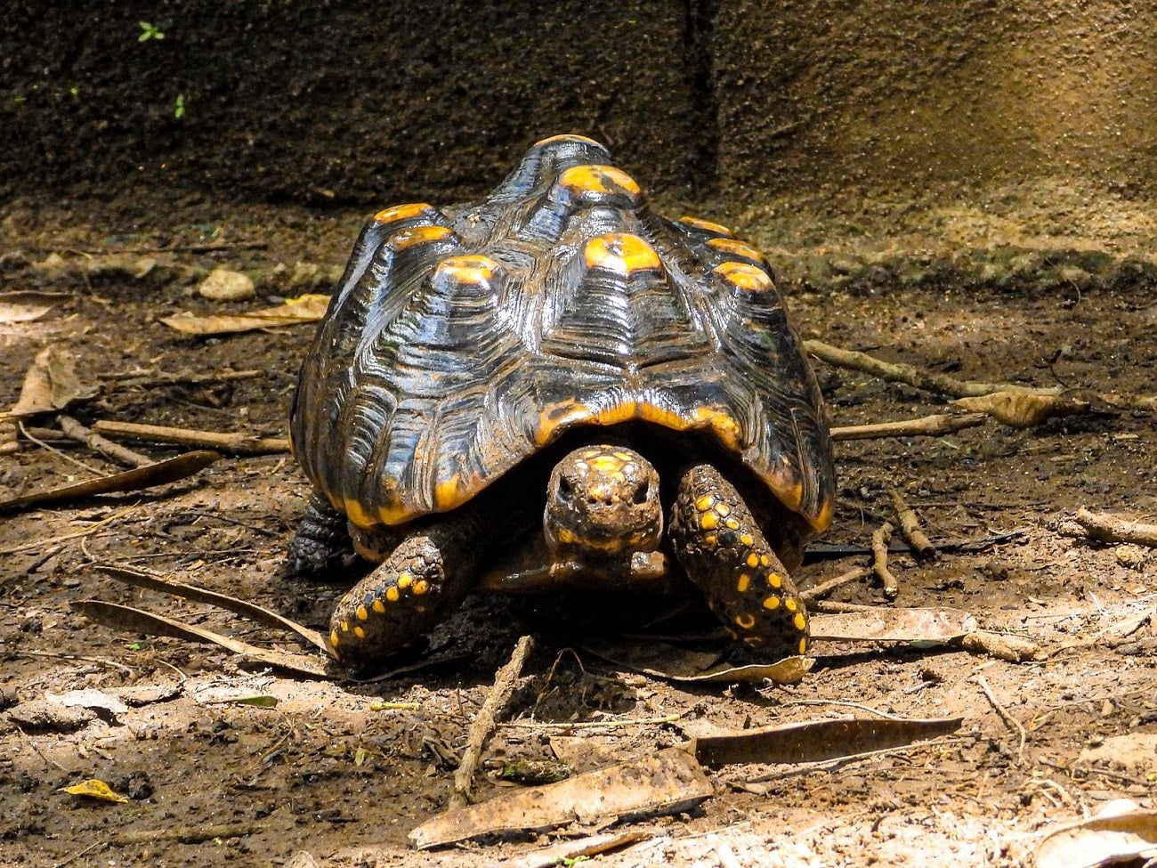 Piramidismo en tortugas