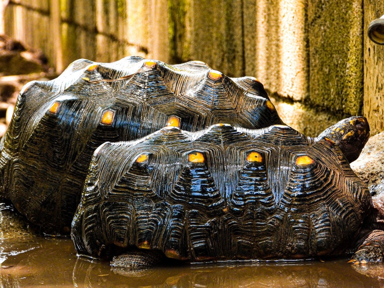 Piramidismo en tortugas