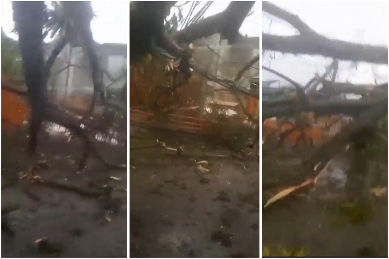 Caida de árbol en la variante a Caldas