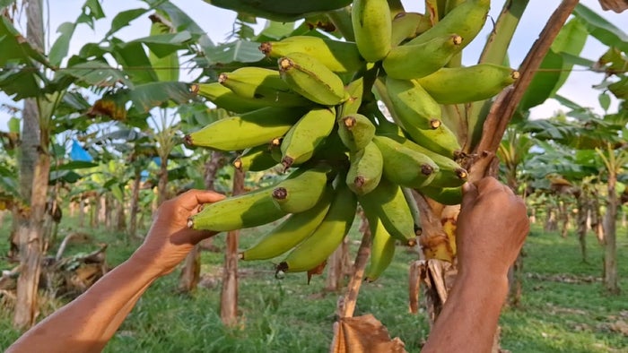 Entrega de recursos de la Agencia de Desarrollo Rural a campesinos del Urabá antioqueño