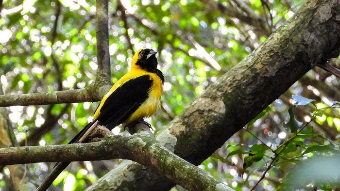 Liberación fauna silvestre en Antioquia