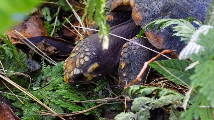 Liberación fauna silvestre en Antioquia