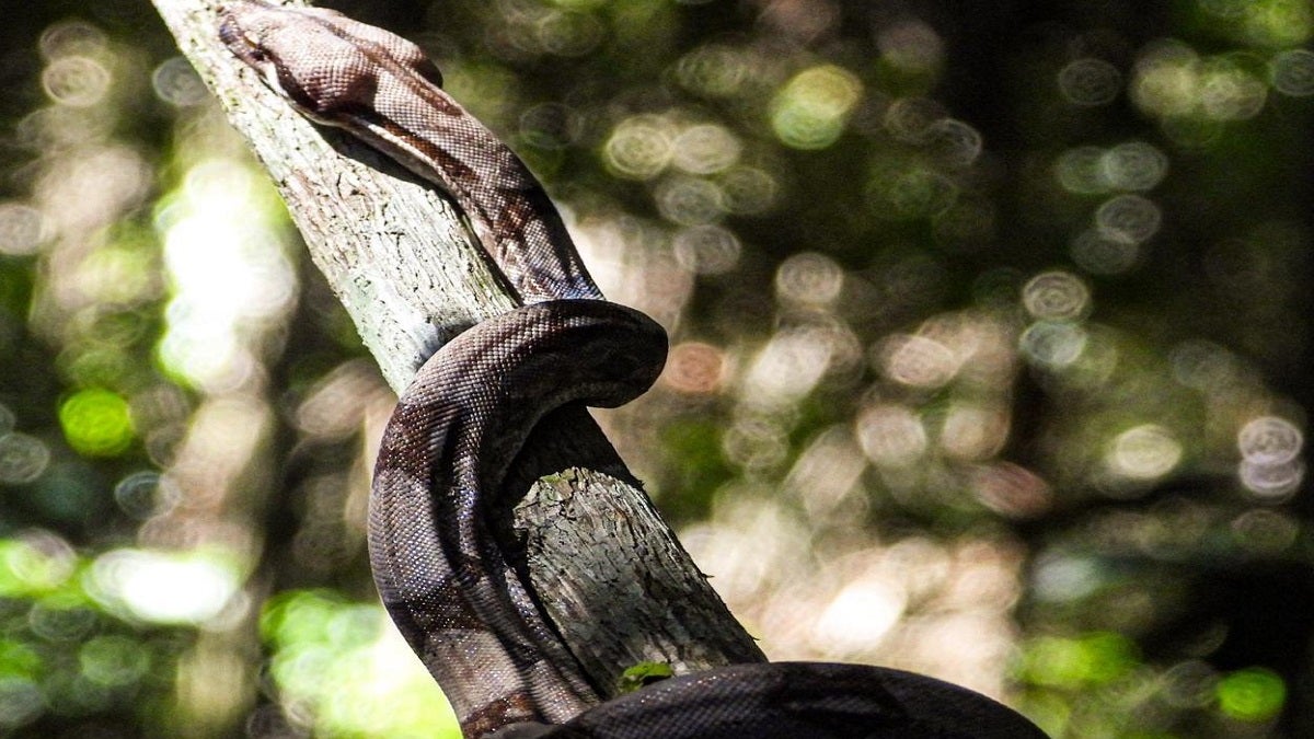 Liberación fauna silvestre en Antioquia