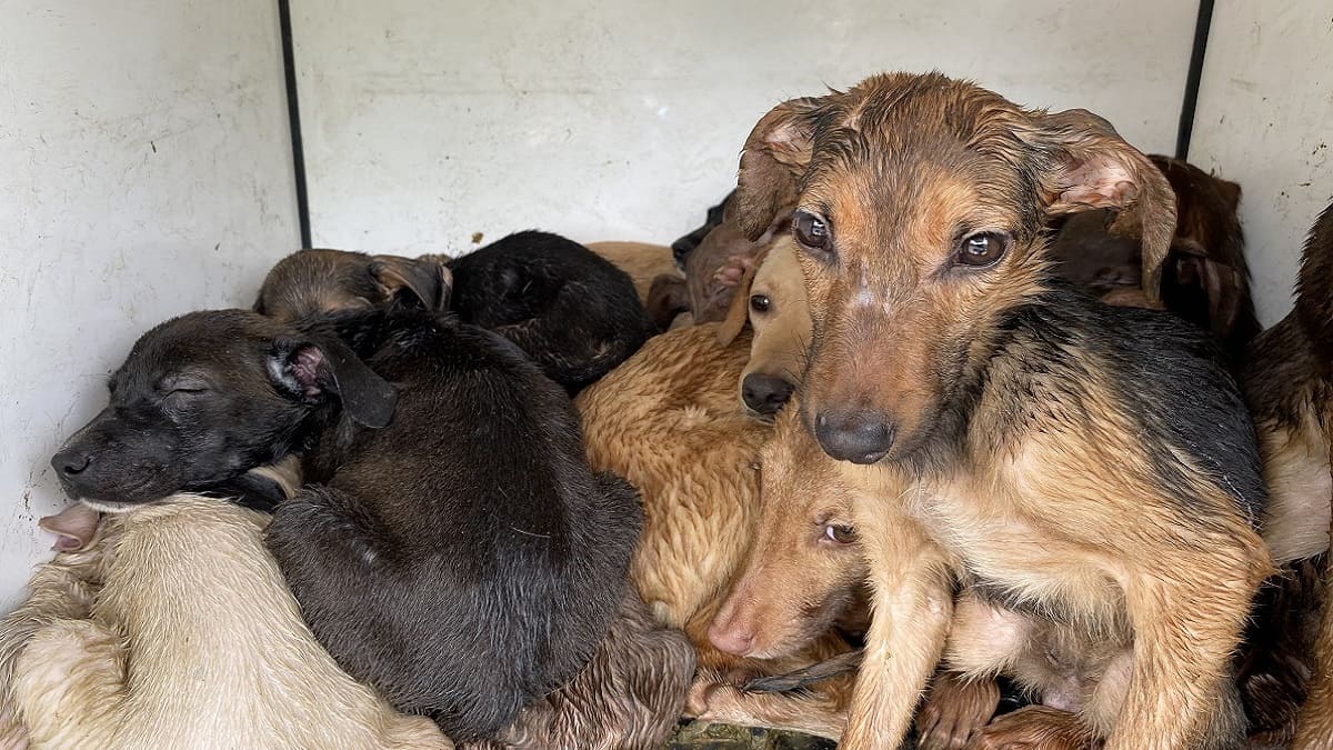 Caso de maltrato animal en Medellín