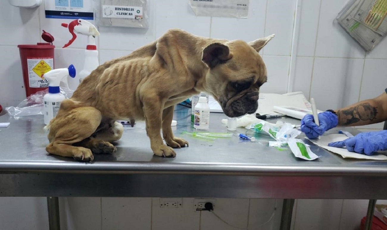 Rescatan a cuatro perros que se encontraban en malas condiciones en Medellín