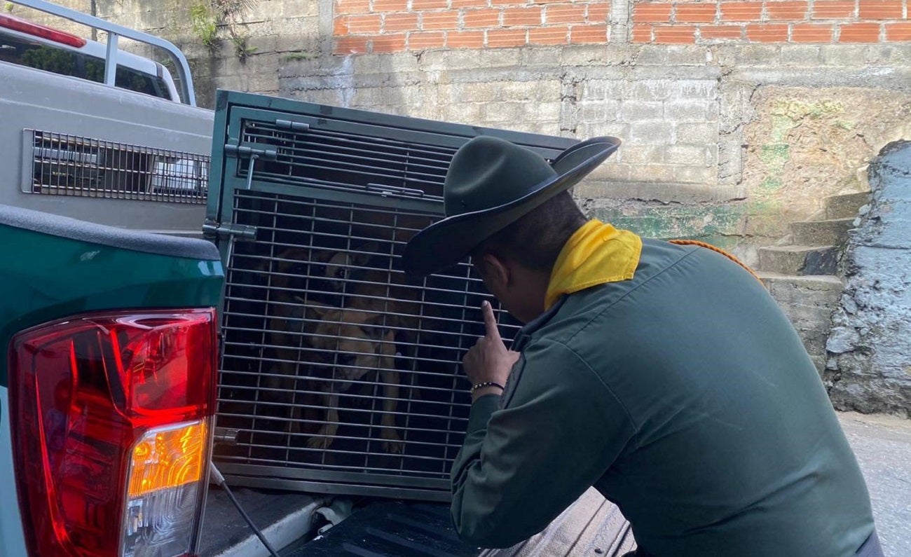 Rescatan a cuatro perros que se encontraban en malas condiciones en Medellín