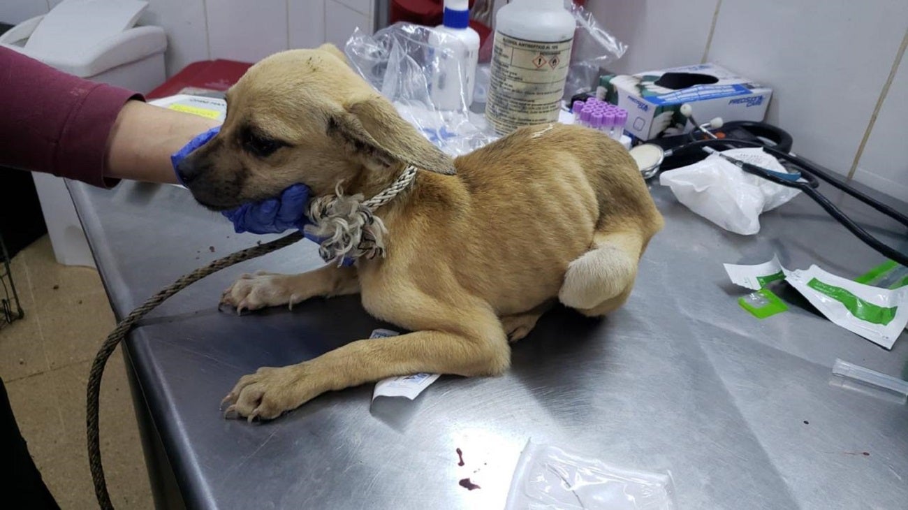 Rescatan a cuatro perros que se encontraban en malas condiciones en Medellín