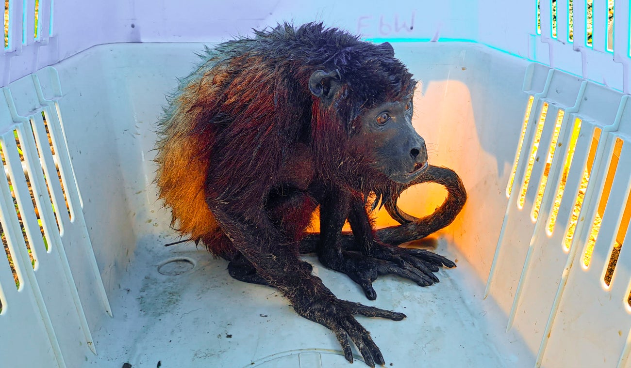 Mono aullador rescatado en La Mojana