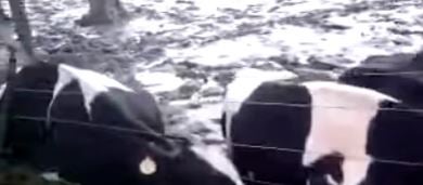 17 reses muertas por un rayo durante las lluvias en San Antonio de Prado