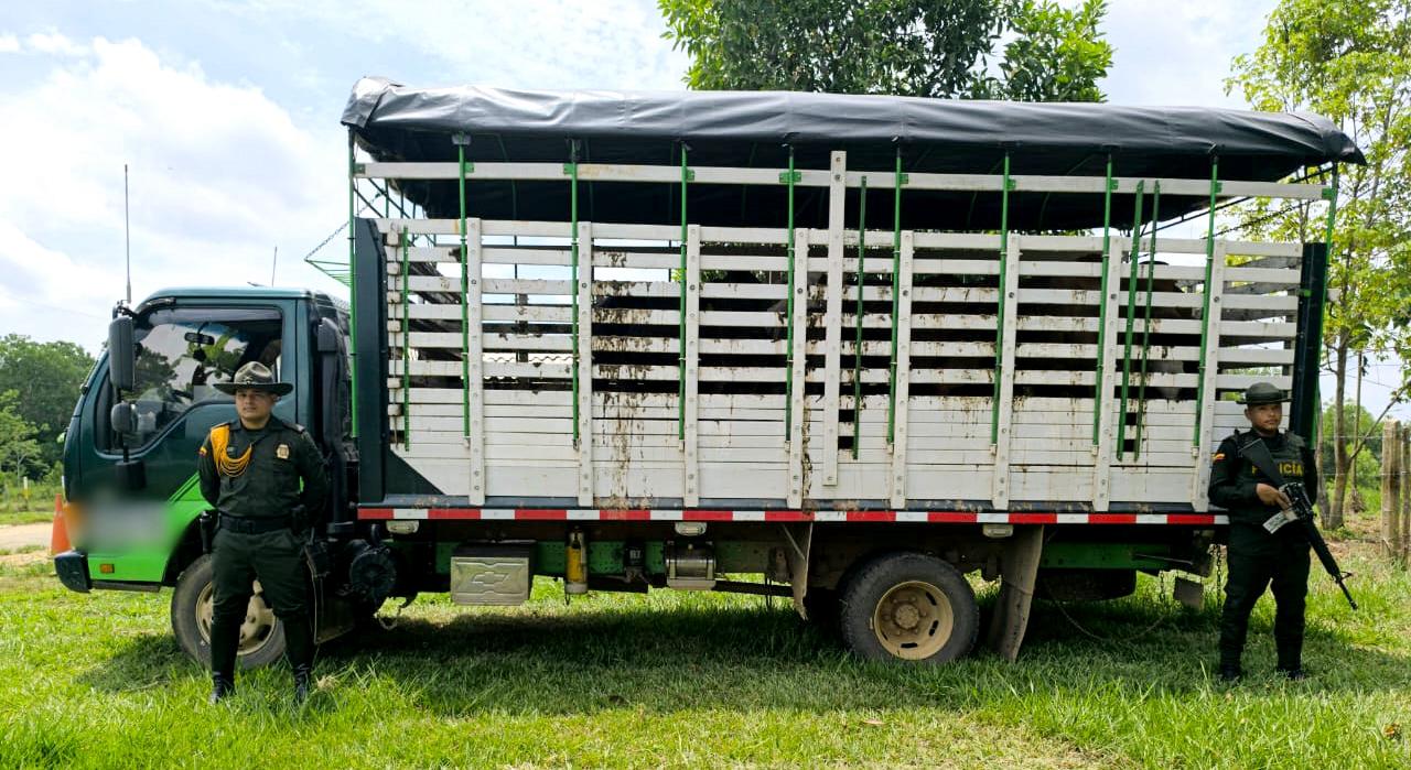 Incautaron 10 semovientes bovinos en Caucasia. El conductor no tenía guía sanitaria